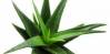 Aloe vera rastlina
