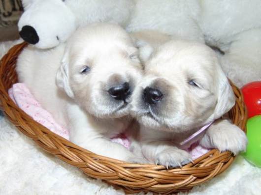 Zlat retriever - Golden retriever - tn s PP