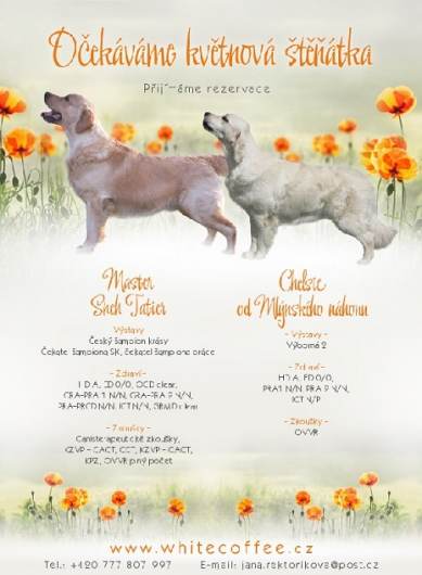 Zlat retriever - Golden retriever - tn s PP