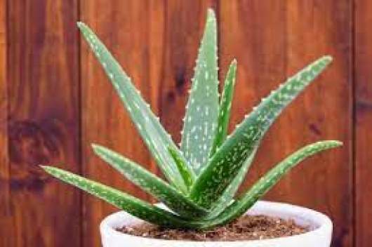 Aloe vera pre vs