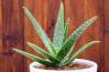 Aloe vera pre vs