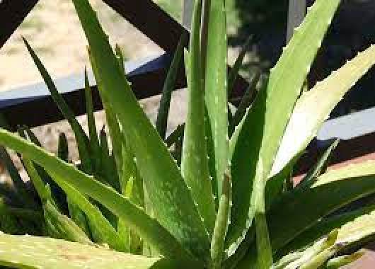 Rastlina aloe vera na predaj