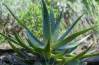 Predaj aloe vera